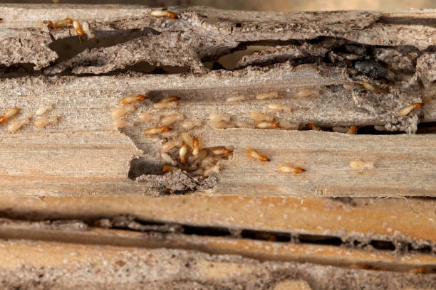 Professional Pest Control in Fanwood, NJ